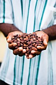 Hände halten Kakaobohnen