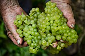 Pinot blanc grape harvest at the Franzen vineyard, Bremm, Rhineland Palatinate, Germany