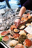 A hand pointing at scallops at the fish market (Rialto market) in Venice