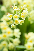 Cowslip (Primula veris)