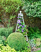Box ball in front of purple-flowering clematis climbing over obelisk