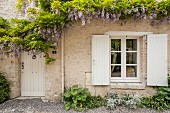 Blühende Wisteria an heller Natursteinfassade über Holztür und Fenster mit weissen Klappläden