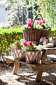 Baskets of pink hyacinths on picnic set