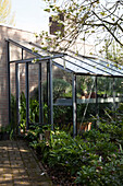 Lean-to greenhouse in dappled shade