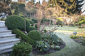 Frosty lawn, clipped box bushes, spring flowers and steps leading to raised terrace in wintry garden