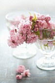 Japanische Kirschblüten in einer Glasschale