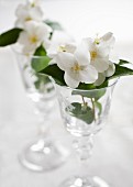 Jasmine flowers in wine glasses