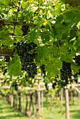 The vineyard belonging to Marchese Carlo Guerrieri Gonzaga, Tenuta San Leonardo, Borghetto, Italy