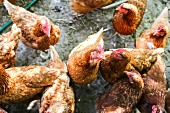 Lebendige Hühner auf dem Bauernhof