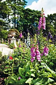 Fingerhut und Mohnblüte in sommerlichem Garten