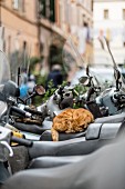 A cat sleeping on a motor scooter, Rome