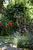 Idyllic, sunny garden with rustic, willow hurdle fence and flowering lavender