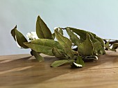 A sprig of dried bay leaves