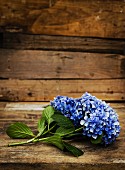 Blaue Hortensienblüten auf Holztisch