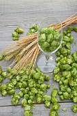 Hop cones and ears of wheat