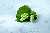 Hop cones with leaves