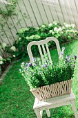 Purple-flowering plants in square planter on vintage chair in summer garden