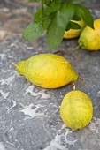 Lemons from a tree on a grey marble surface