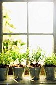 Various kitchen herbs in metal pots on a windowsill