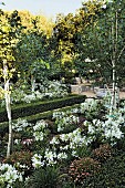 Agapanthus and birches in herbaceous border edged by box hedge