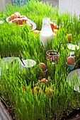 A breakfast table planted with grass