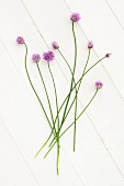 Flowering chives on a white surface