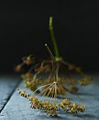 Two dill flowers