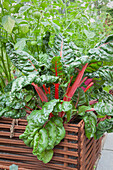 Red-stemmed Swiss chard growing in raised bed edged by woven iron rods