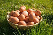 Brown hen's eggs in a basket in a field