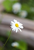 A chamomile flower