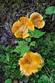 Pilze auf Waldboden (Aufsicht)