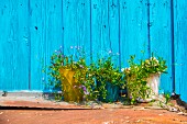 Three flower pots against a wooden wall painted turquoise