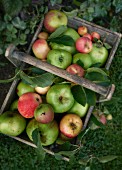 A basket of apple in a field