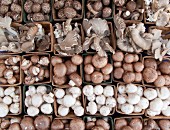Various types of mushrooms in cardboard punnets