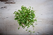 Fresh coriander shoots on a white wooden surface