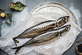 Two mackerel on a piece of paper (seen from above)