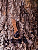 Juniper berries with a wooden spoon on a piece of bark