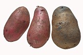 Kartoffeln der Sorte Rote Emallie und Blauer Schwede