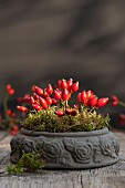 Rose hips and moss in a stone bowl on a wooden table