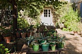 Potted agaves on garden table