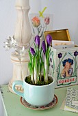 Purple crocuses planted in old cup in front of vintage tin