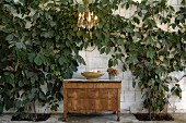 Vintage wooden chest of drawers below chandelier against limestone wall covered in climbing plant
