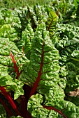 Red-stemmed chard in a field