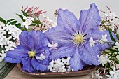 Purple clematis and jasmine flowers in bowl