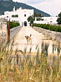 Blick von Strasse auf Hund auf Zufahrt, im Hintergrund mediterrane Anlage in Weiß