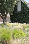 Ivy-covered gable end façade and tall grasses in garden