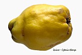 A quince with a caption