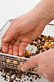 Hazelnuts being shelled in a wire basket