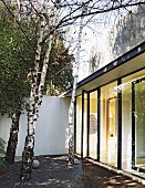 Birken im modernen Innenhof eines Bungalows mit Glasfront