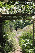 White climbing rose on pergola over narrow garden path